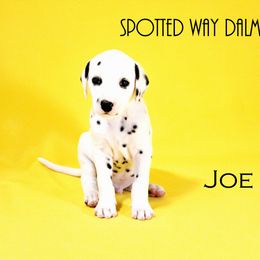 Boy 4 - Dalmatian puppy in Austin, Texas from Spotted Way Dalmatians