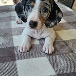 John Wayne - Black and tan Dachshund puppy in Sarasota County, Florida from Donna's Mini Joys