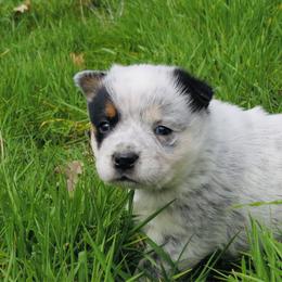 Sierra - Blue mottled female Australian Cattle Dog puppy in Redding, California from Macushla Kennel