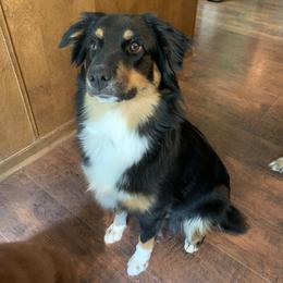Lady - Australian Shepherd