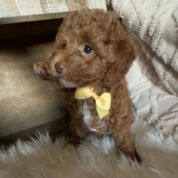 Wish - Red  male Goldendoodle puppy in Decatur, Texas from Scherrer Sweet Goldendoodles