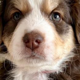Brioche - Tri-color female Bernedoodle puppy in Gilbert, Arizona from The Berne Barn... it’s a Doodle thing!
