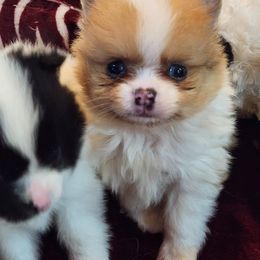 Pomeranian Puppies from La Belle Pomeranians