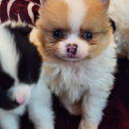 Pomeranian Puppies from La Belle Pomeranians