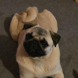 Pika - Pug