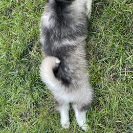 Pomsky Puppies from Blue Sky Pomsky