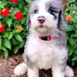 Oakley - Blue merle and white female Sheepadoodle puppy in Owensville, Missouri from Oak Valley Kennels