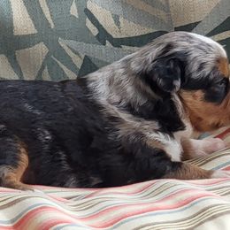 Miniature American Shepherd Puppies from Little Creek Minis and Standards