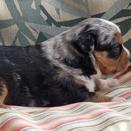 Miniature American Shepherd Puppies from Little Creek Minis and Standards