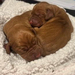 Female 2 - Golden rust female Vizsla puppy in Windsor, Maine from Pleasant Ridge