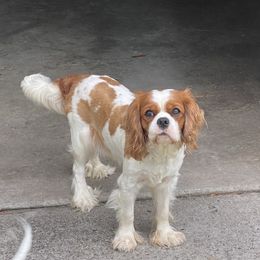ARCHIE - Cavalier King Charles Spaniel