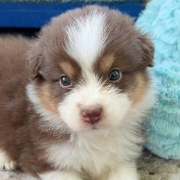 Sunny - Red tri-color female Australian Shepherd puppy in Kearney, Nebraska from Helix Aussies
