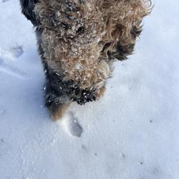 Dolly - Aussiedoodle