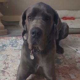 Gunner - Great Dane