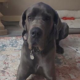 Gunner - Great Dane