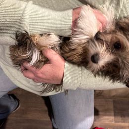 Girl 1 - Fawn sable Havanese puppy in Long Lane, Missouri from Dousinbury Creek K-9s