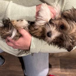 Girl 1 - Fawn sable Havanese puppy in Long Lane, Missouri from Dousinbury Creek K-9s