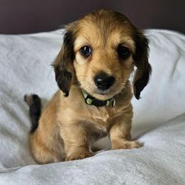 Shaded Cream Evryn - Cream male Dachshund puppy in Parkersburg, West Virginia from Bourbon Barrel Ridge Doxies
