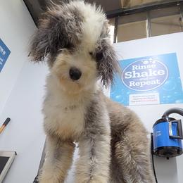 Mae - Sheepadoodle
