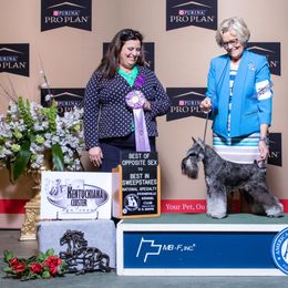 Miniature Schnauzer Puppies from Lindow Schnauzers