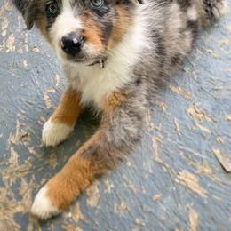 Australian Shepherd Puppies from Timber Creek Aussies