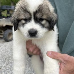 Great Pyrenees Puppies from Up A Creek Farm
