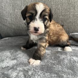 Clover - Sable female Chinese Crested puppy in Springfield, Oregon from Rose’s Chinese Cresteds