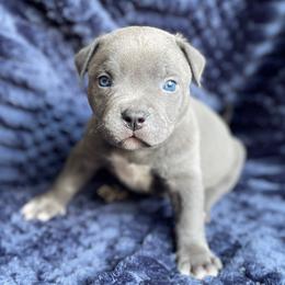 Torque-XL Bully - Blue male American Bully puppy in Purdy, Missouri from Shotgun Pups