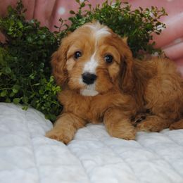 Australian Shepherd, Cavalier King Charles Spaniel, and Cavapoo Puppies from Dogwood & Sassafras Companions