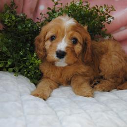 Australian Shepherd, Cavalier King Charles Spaniel, and Cavapoo Puppies from Dogwood & Sassafras Companions