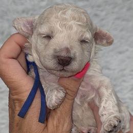 Shaggy - Apricot male Goldendoodle puppy in Vernon, Texas from Sugarland's Texas Goldendoodles