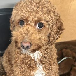 Phoebie - Goldendoodle
