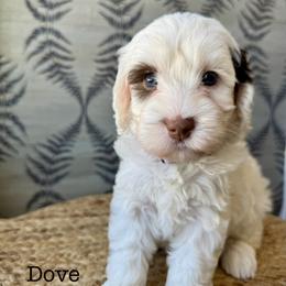 Dove - Chalk female Australian Labradoodle puppy in Morgan Hill, California from Loving Labradoodles