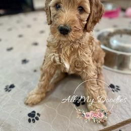 Goldendoodle Puppies from All My Doodles