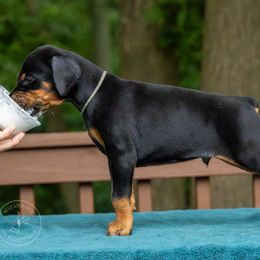 Boy - Grey Collar - Black and rust Doberman Pinscher puppy in Old Bridge, New Jersey from Wizard Ost Revolution kennel