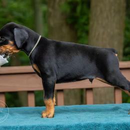 Boy - Grey Collar - Black and rust Doberman Pinscher puppy in Old Bridge, New Jersey from Wizard Ost Revolution kennel
