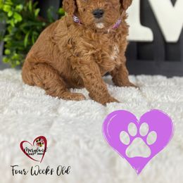 Goldendoodle Puppies from Maryland Designer Doodles