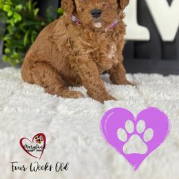 Goldendoodle Puppies from Maryland Designer Doodles
