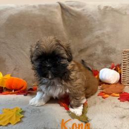 Kona - Sable male Shih Tzu puppy in Pearland, Texas from Pup Paw-lace