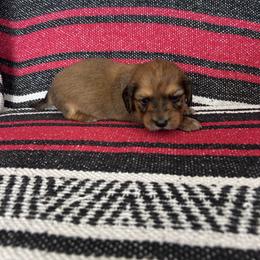 Boy 1 - Chocolate male Dachshund puppy in Willow Springs, Missouri from Krazy Acre Farm