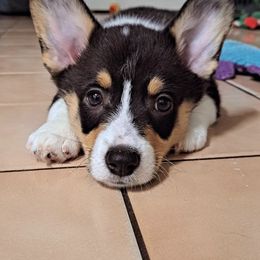 Pembroke Welsh Corgi Puppies from Shelly Bean Corgis