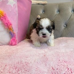 Shih Tzus from Fancy Paws Kennel