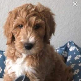 Goldendoodle Puppies from Melodies Daytona Doodles