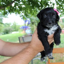 Dorothy - Black phantom female Aussiedoodle puppy in Hopkins, Missouri from Mowry Creek Mini Aussiedoodles and More