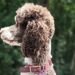 Poodles from Dogtastic Kennels