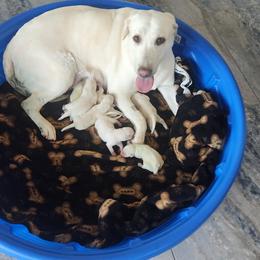 Boy 3 - Yellow male Labrador Retriever puppy in Arizona from Lily's White Labs