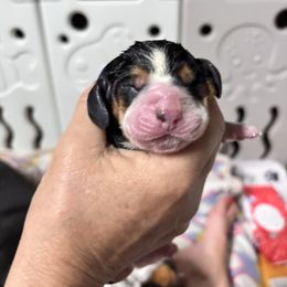 Missy - Black brown and white female Basset Hound puppy in Manton, Michigan from BeckysBassets