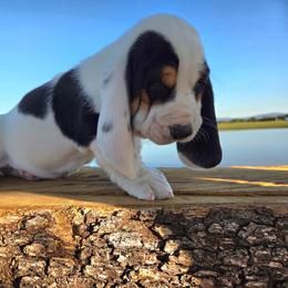 Cash - Black white and brown male Basset Hound puppy in Denison, Texas from Emma Lou's Baby Bassets