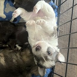 Girl 2 - Parti female Miniature Schnauzer puppy in Flomaton, Alabama from Boutwell's Miniature Schnauzers