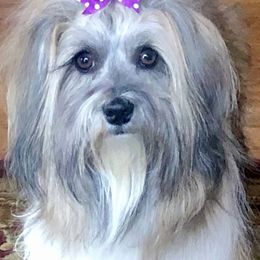Havanese and Pugs from Camelot Kennel